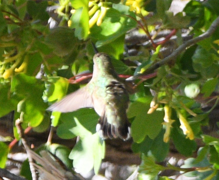 Calliope Hummingbird - ML618944385