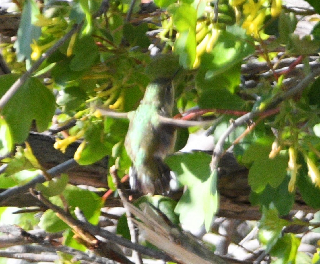 Calliope Hummingbird - ML618944394