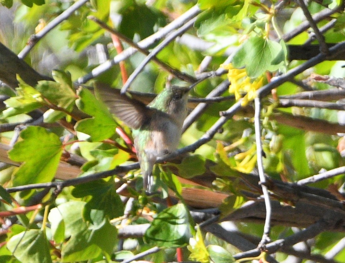 Calliope Hummingbird - ML618944399