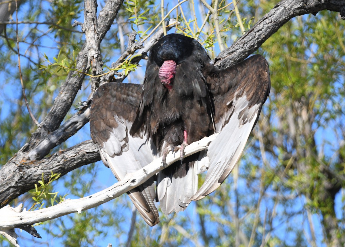 Turkey Vulture - Peter Olsoy
