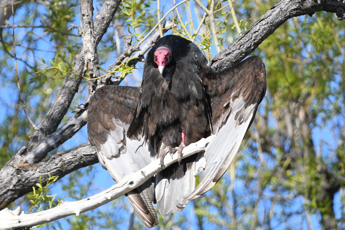 Turkey Vulture - Peter Olsoy