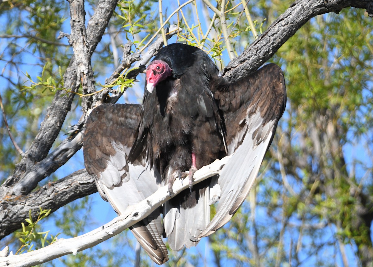 Turkey Vulture - ML618944442
