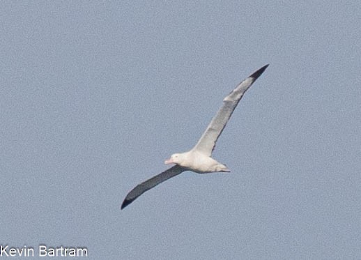 albatros stěhovavý - ML618944492