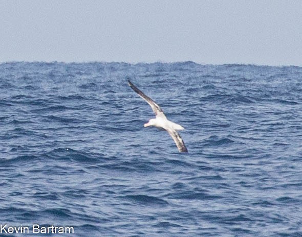 albatros stěhovavý - ML618944493
