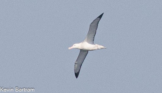 Snowy Albatross - ML618944494