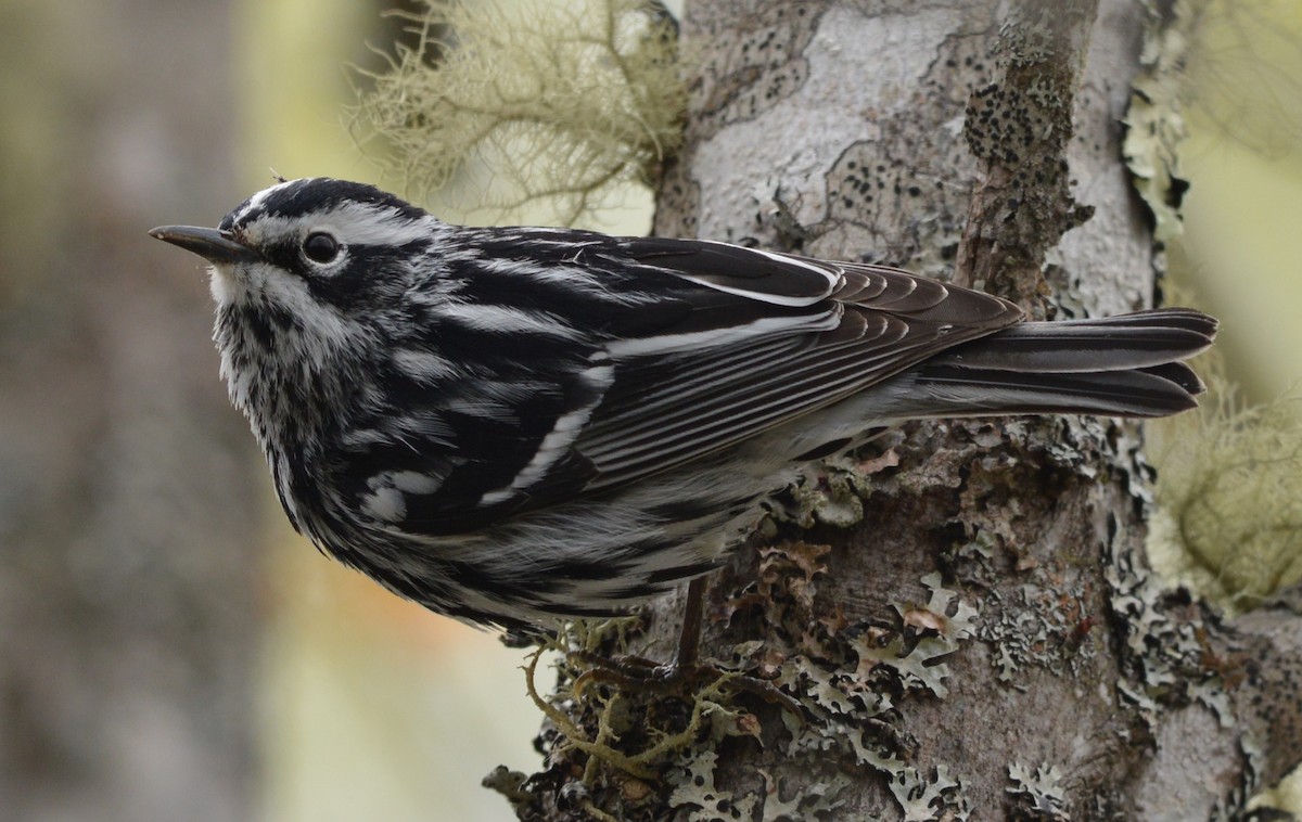 Black-and-white Warbler - ML618944509