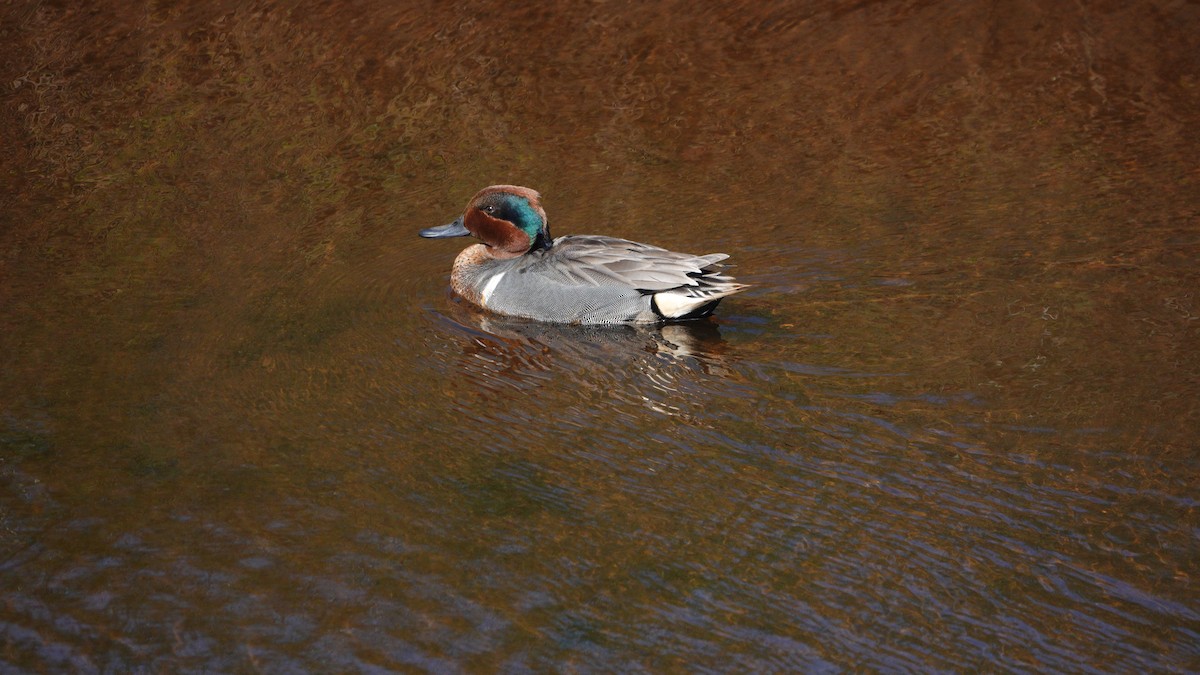 Green-winged Teal - ML618944516