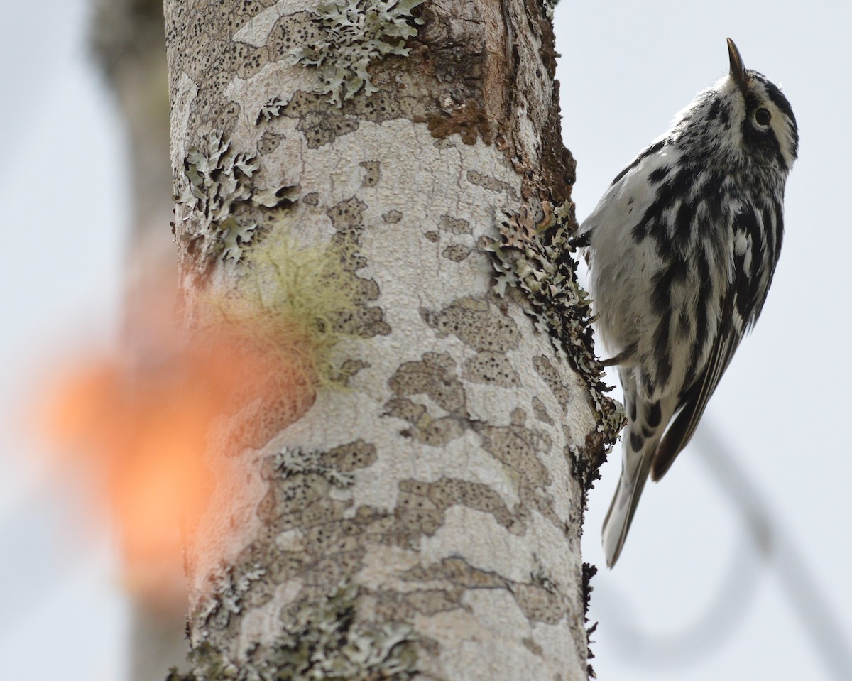 Black-and-white Warbler - ML618944520