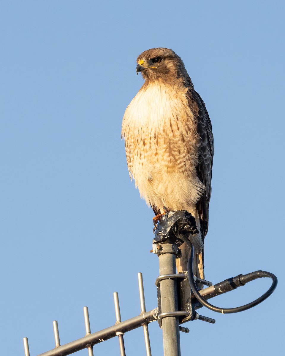 Red-tailed Hawk - ML618944527