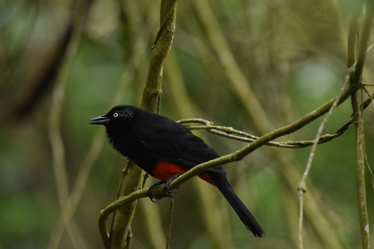 Red-bellied Grackle - ML618944532