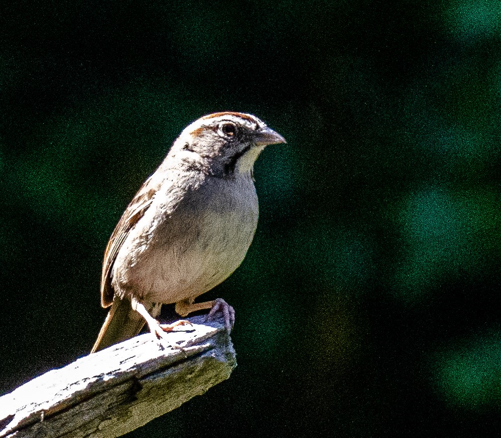 Rufous-crowned Sparrow - Annie Flower