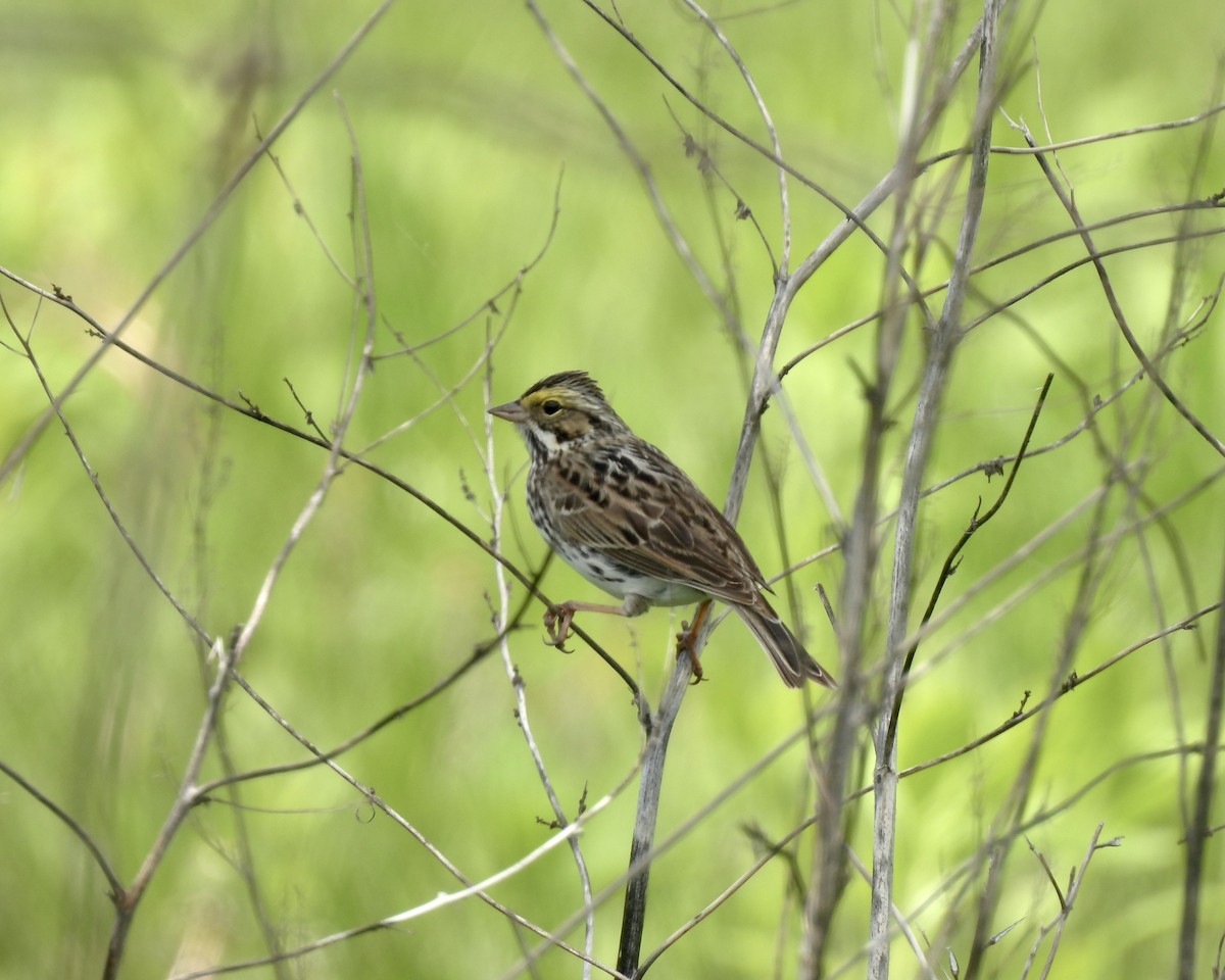 Savannah Sparrow - ML618944557