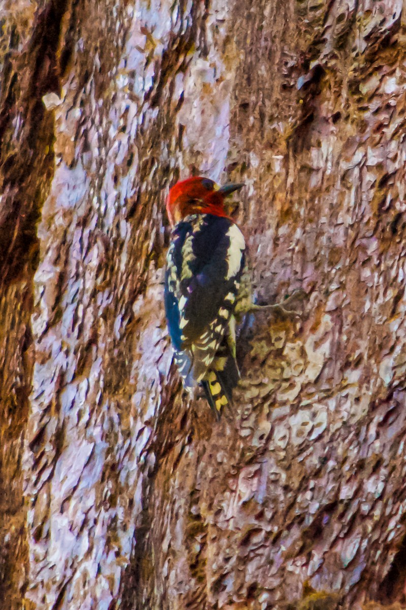 Red-breasted Sapsucker - ML618944580