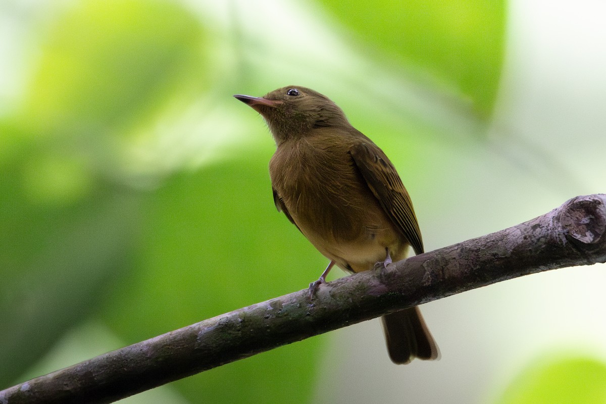 Ochre-bellied Flycatcher - Nestor Monsalve (@birds.nestor)