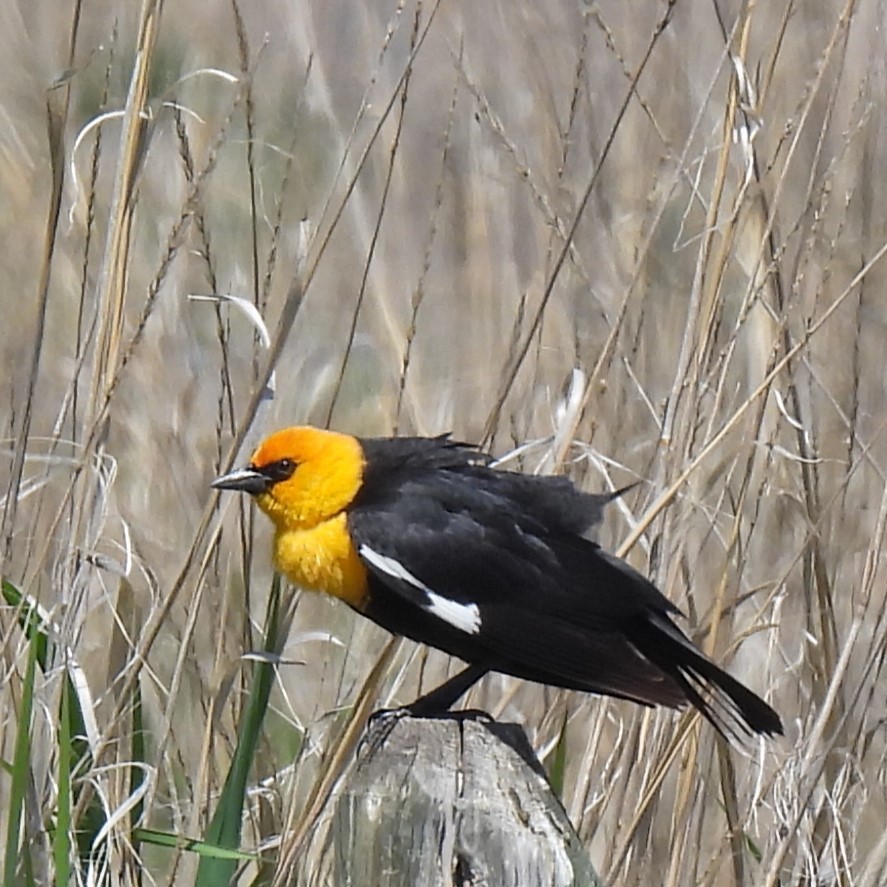 Yellow-headed Blackbird - ML618944589