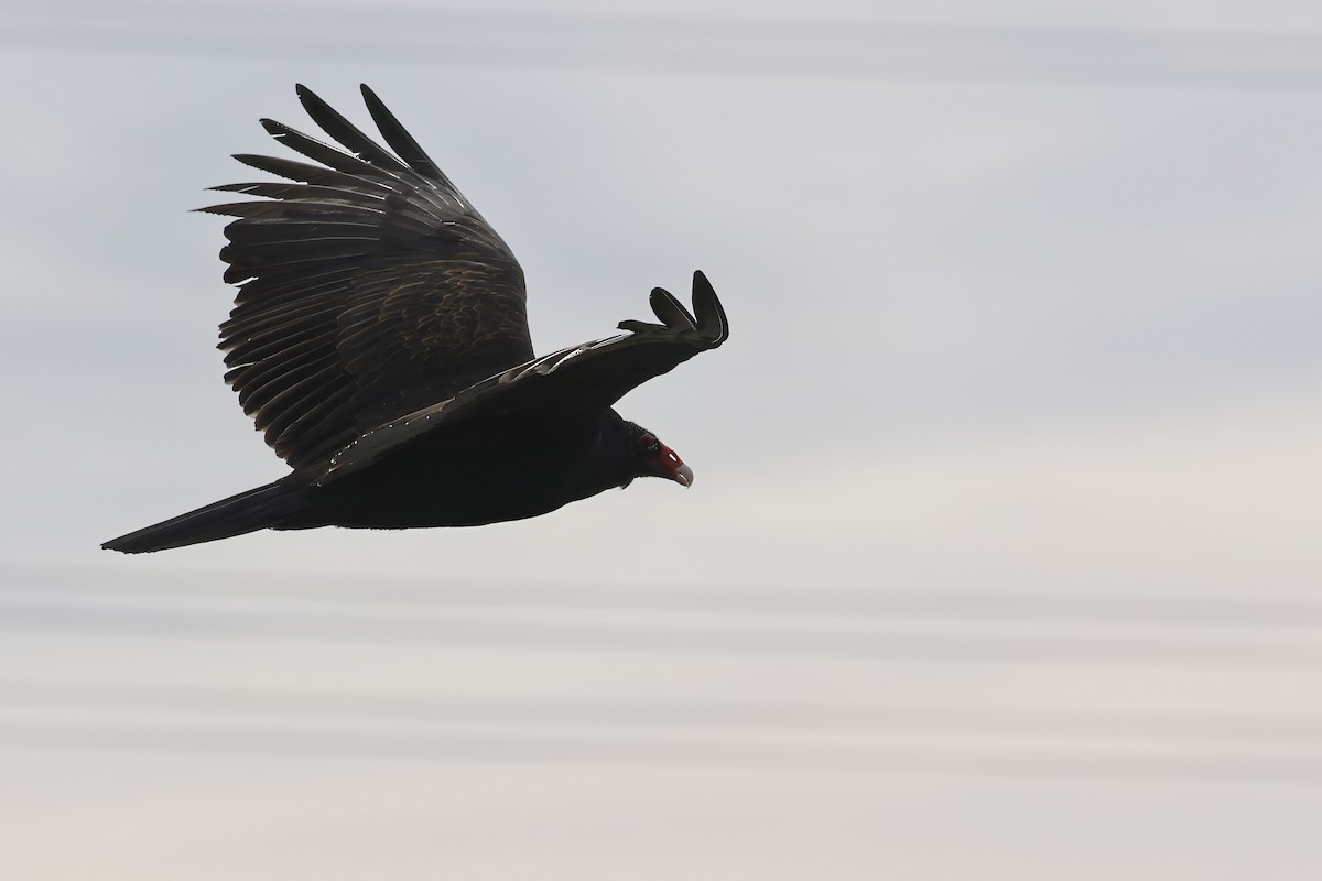 Turkey Vulture - ML618944608