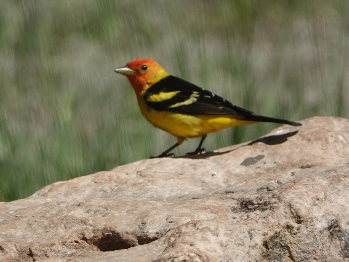 Western Tanager - ML618944635