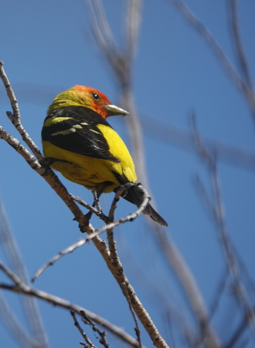 Western Tanager - ML618944636
