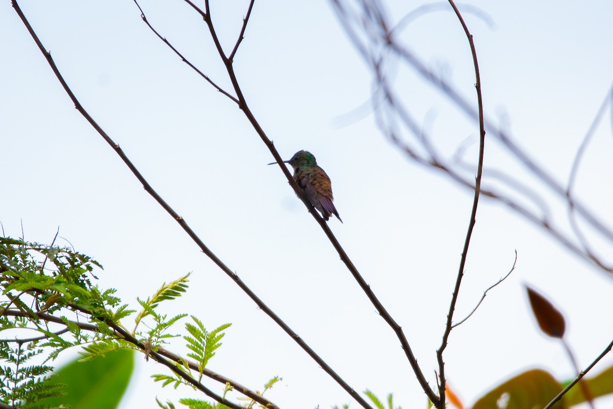 kolibřík zelenobřichý - ML618944638