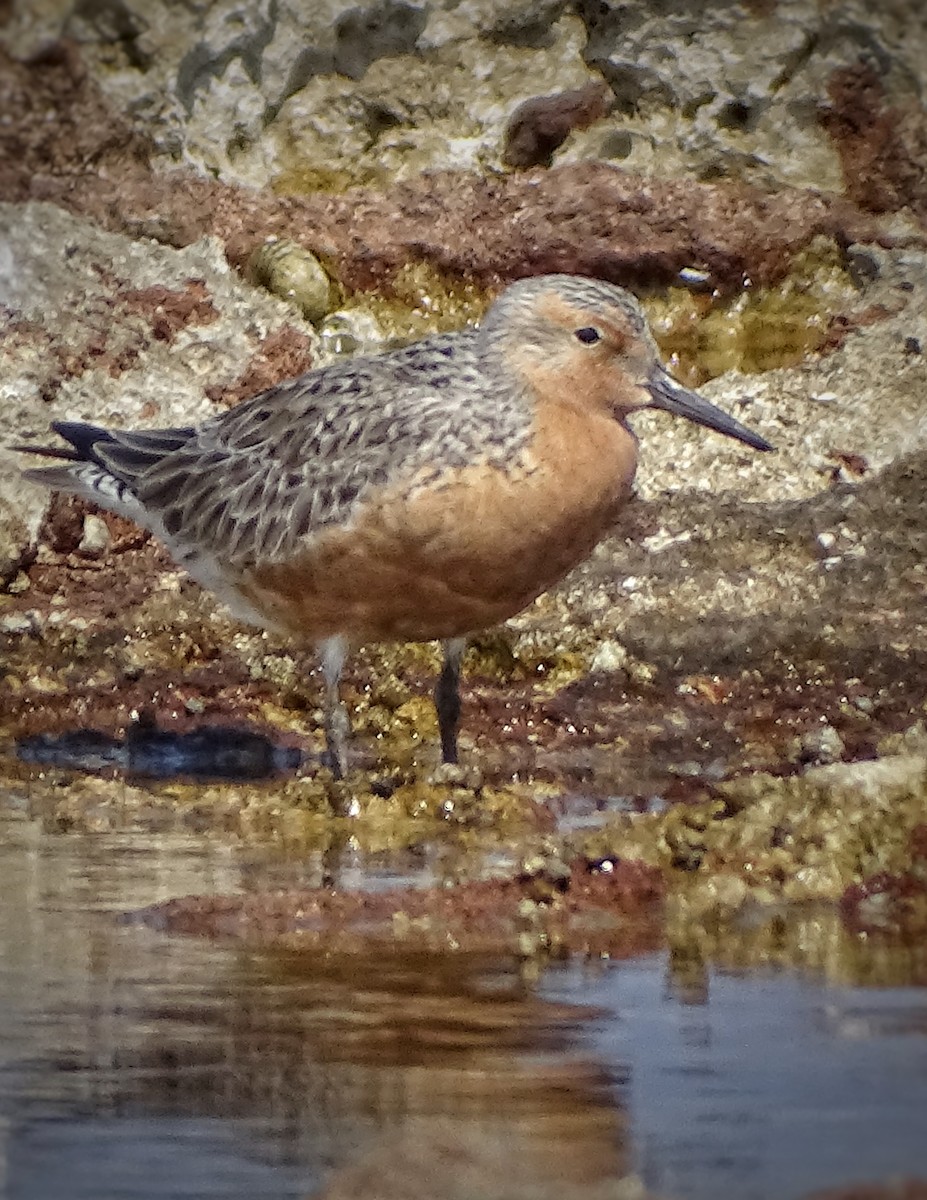 Red Knot - ML618944658