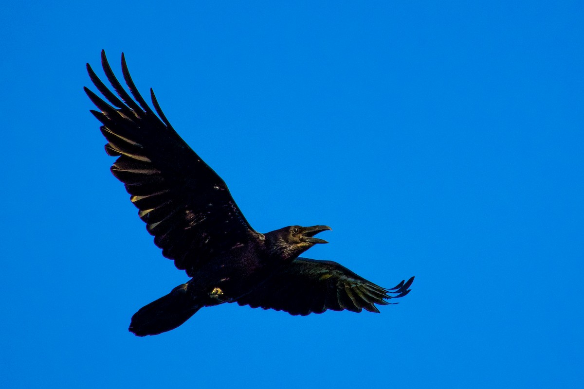 Common Raven - Philip Fiorio