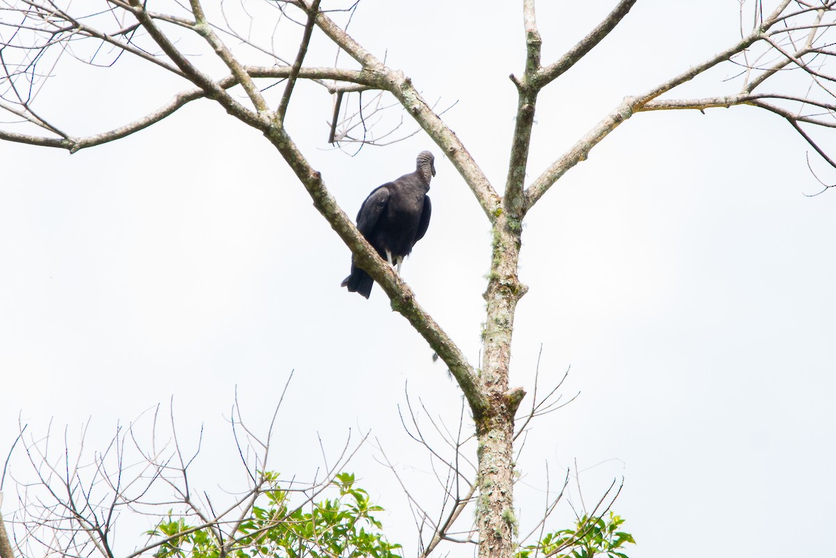 Black Vulture - Fundación Ecoturística Recetor Vive un Paraíso