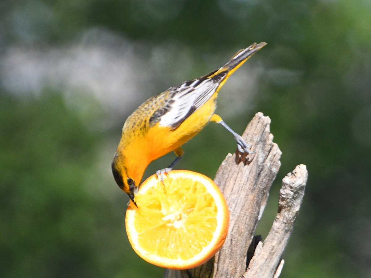 Bullock's Oriole - Peter Olsoy