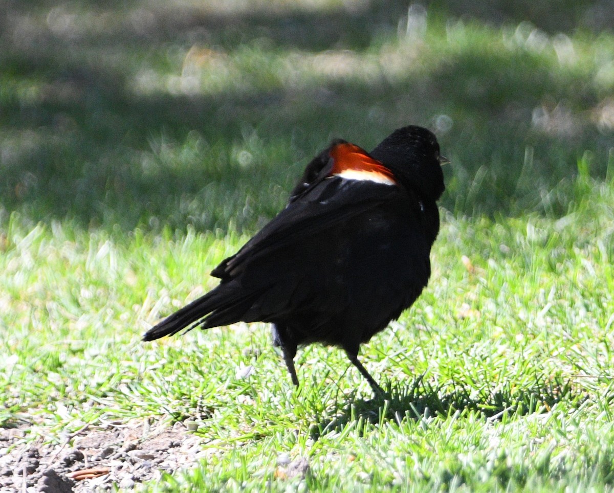 Red-winged Blackbird - ML618944686