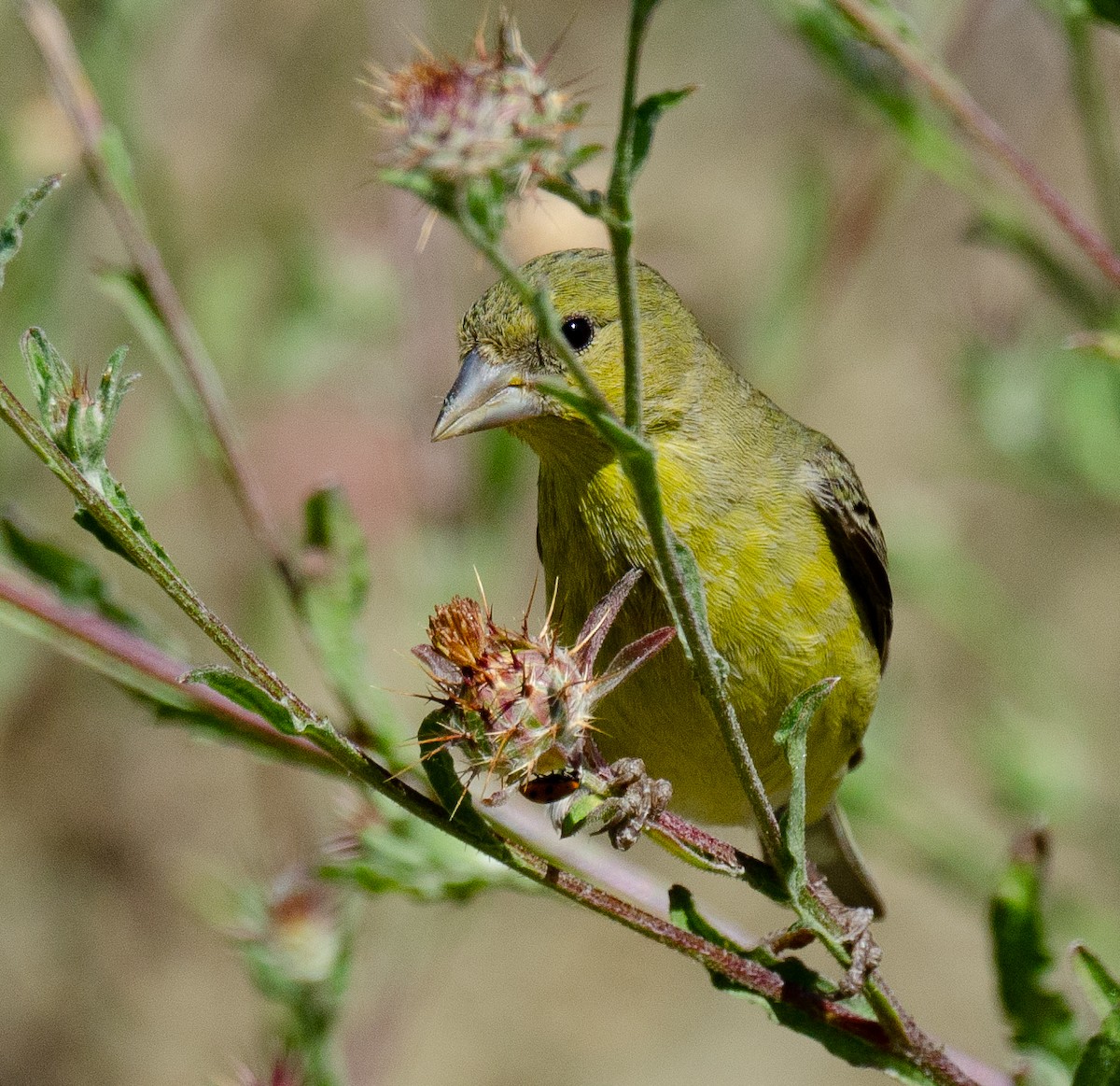 Lesser Goldfinch - Annie Flower