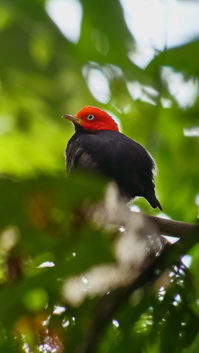 Red-capped Manakin - ML618944694