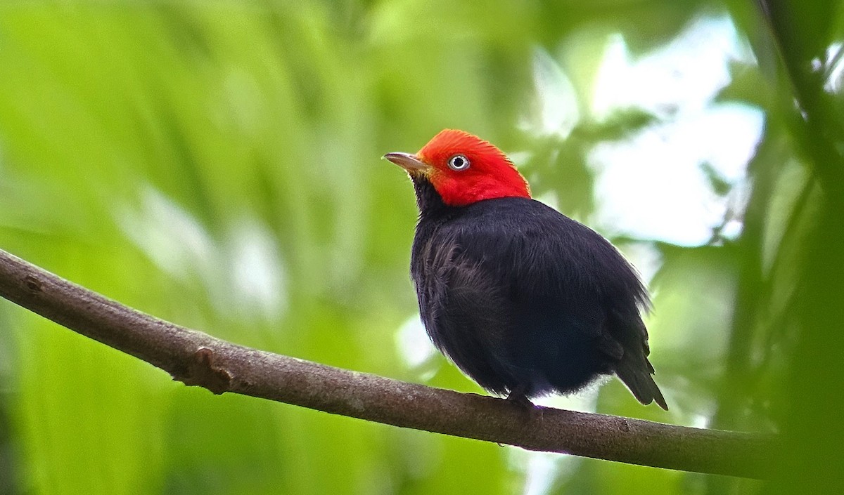 Red-capped Manakin - ML618944696