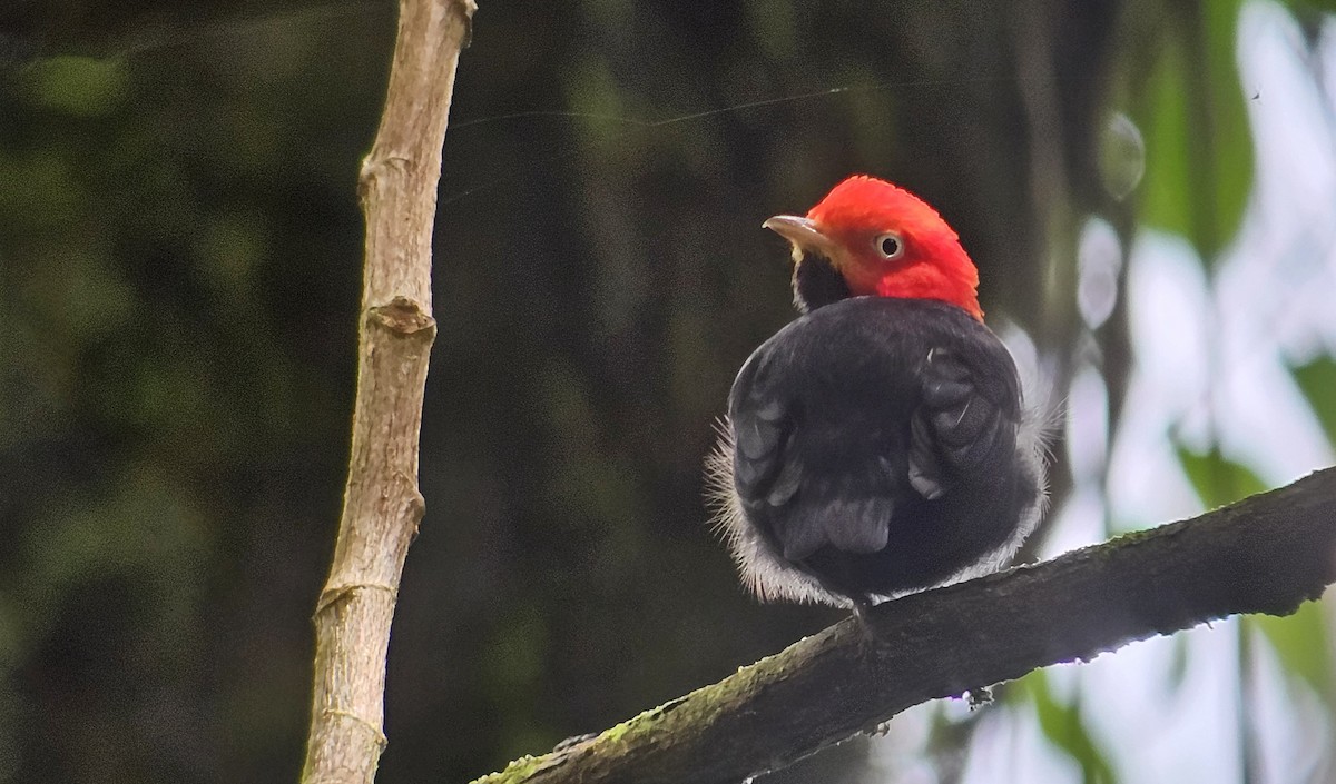 Red-capped Manakin - ML618944697