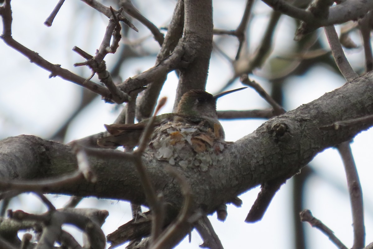 Anna's Hummingbird - ML618944705