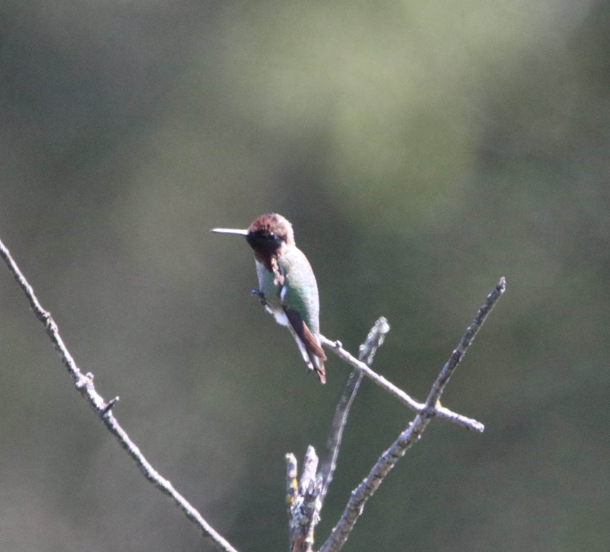 Anna's Hummingbird - ML618944717