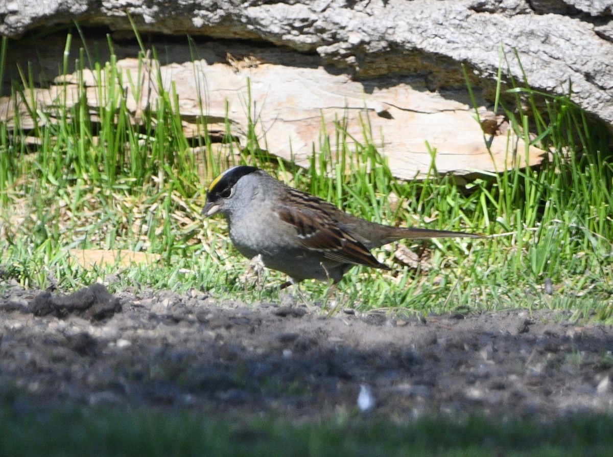 Golden-crowned Sparrow - ML618944732