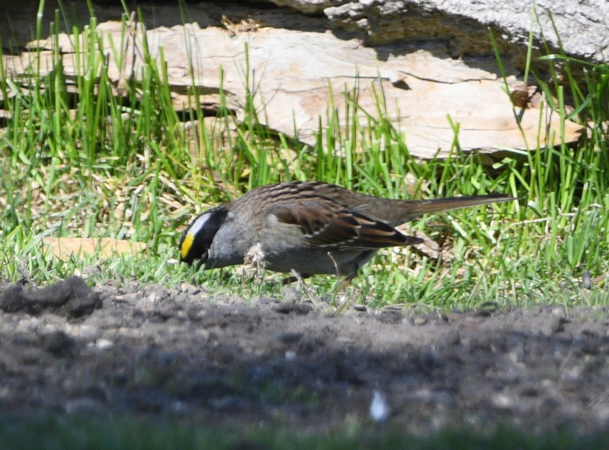 Golden-crowned Sparrow - ML618944733