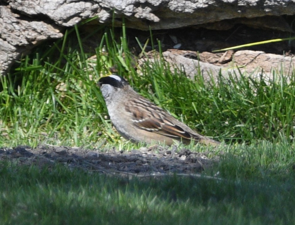 Golden-crowned Sparrow - ML618944736