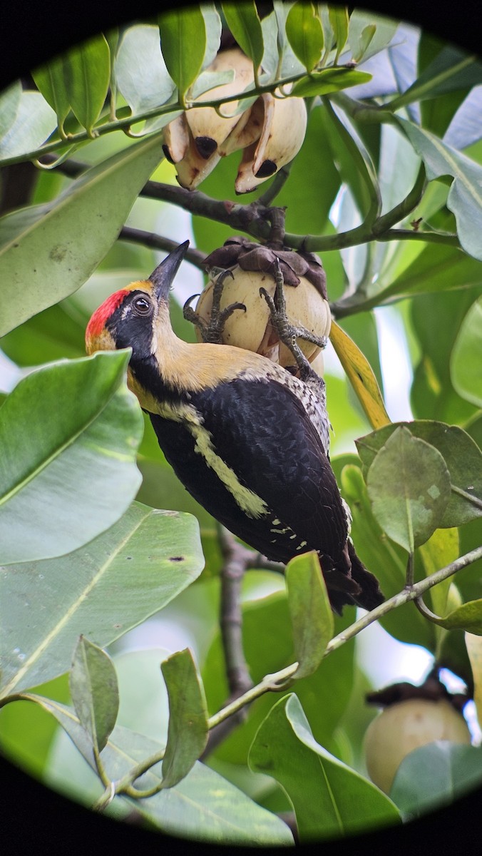 Golden-naped Woodpecker - ML618944766