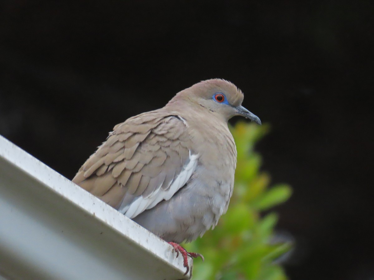 White-winged Dove - ML618944768