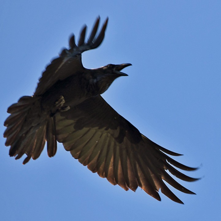 Common Raven - Denny Granstrand
