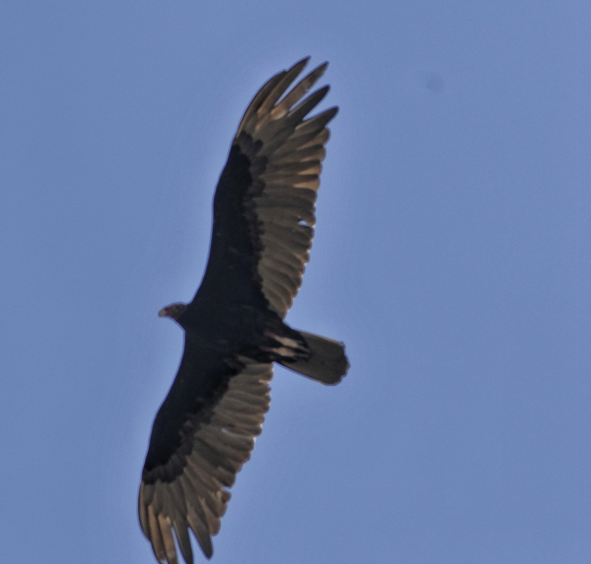 Turkey Vulture - ML618944835