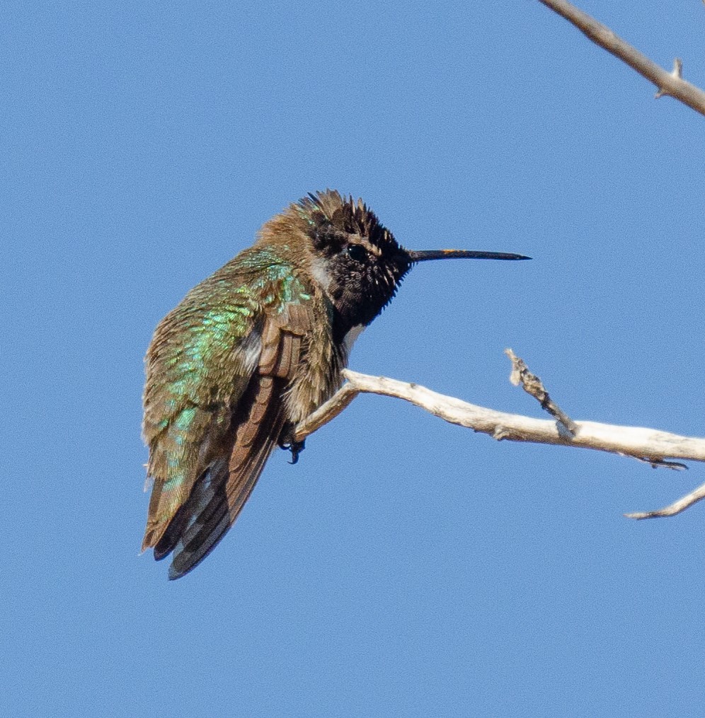 Anna's Hummingbird - ML618944842