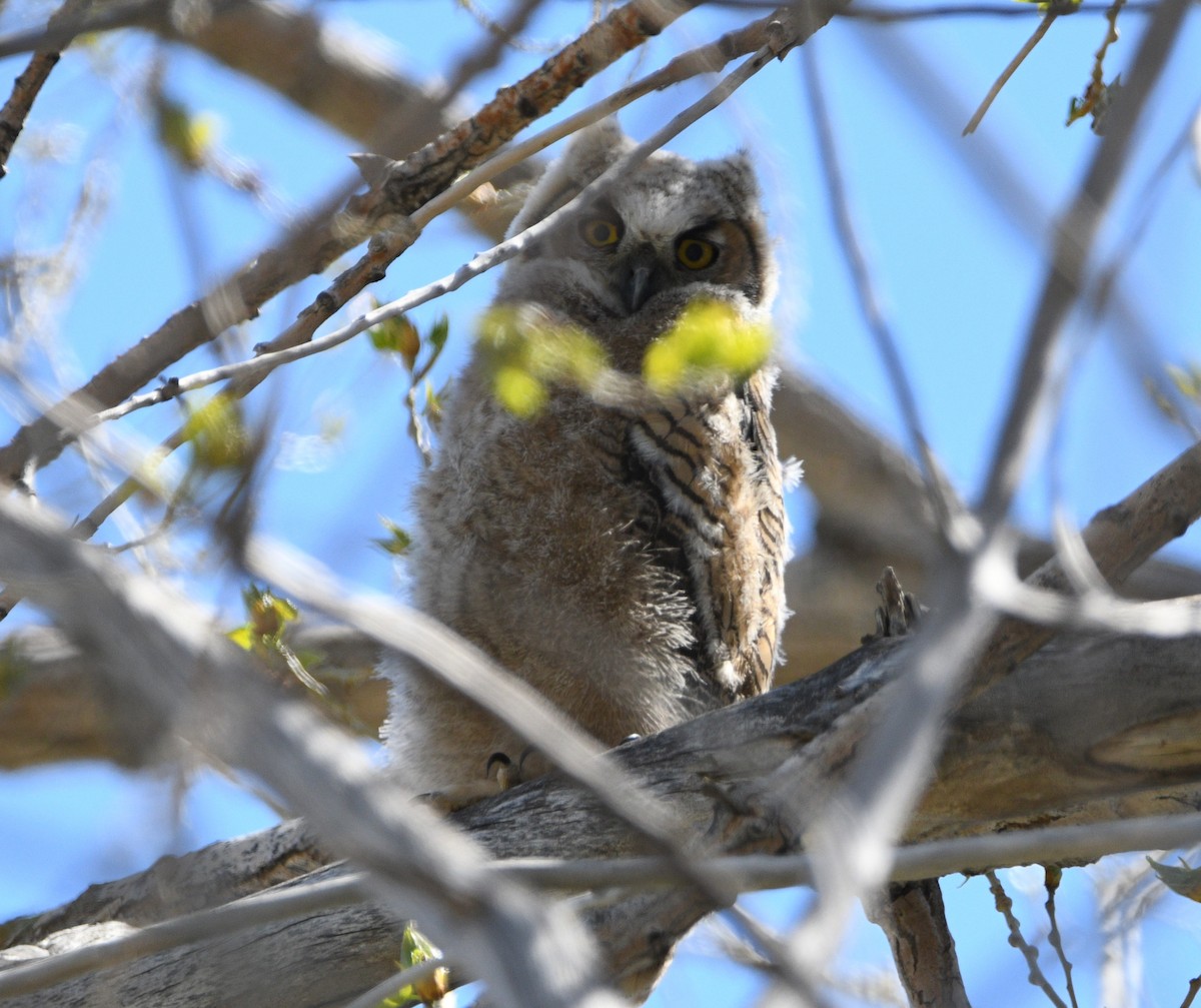 Great Horned Owl - ML618944852
