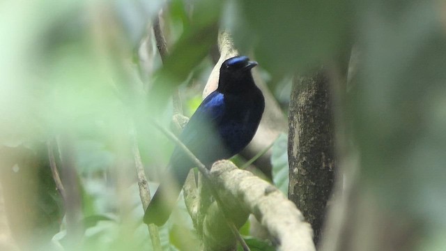 Малабарская синяя птица - ML618944871