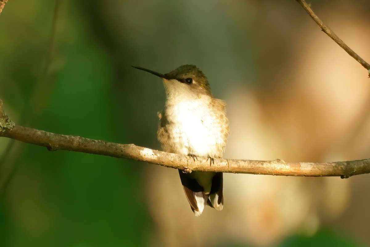 Ruby-throated Hummingbird - ML618944872