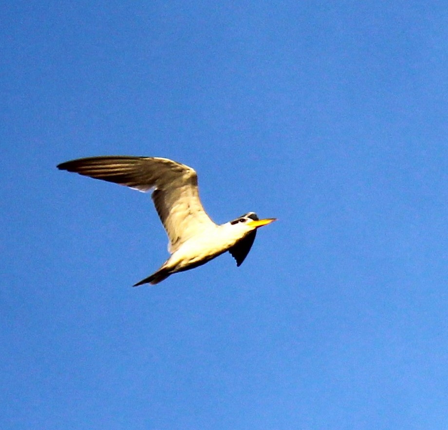 Large-billed Tern - THALIA DEL CASTILLO MUÑOZ
