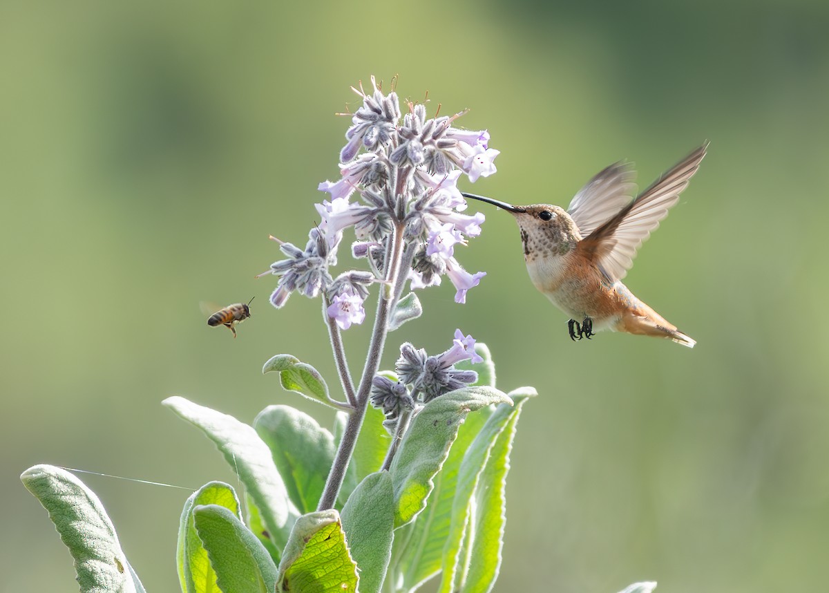 Allen's Hummingbird - Mary-Rose Hoang