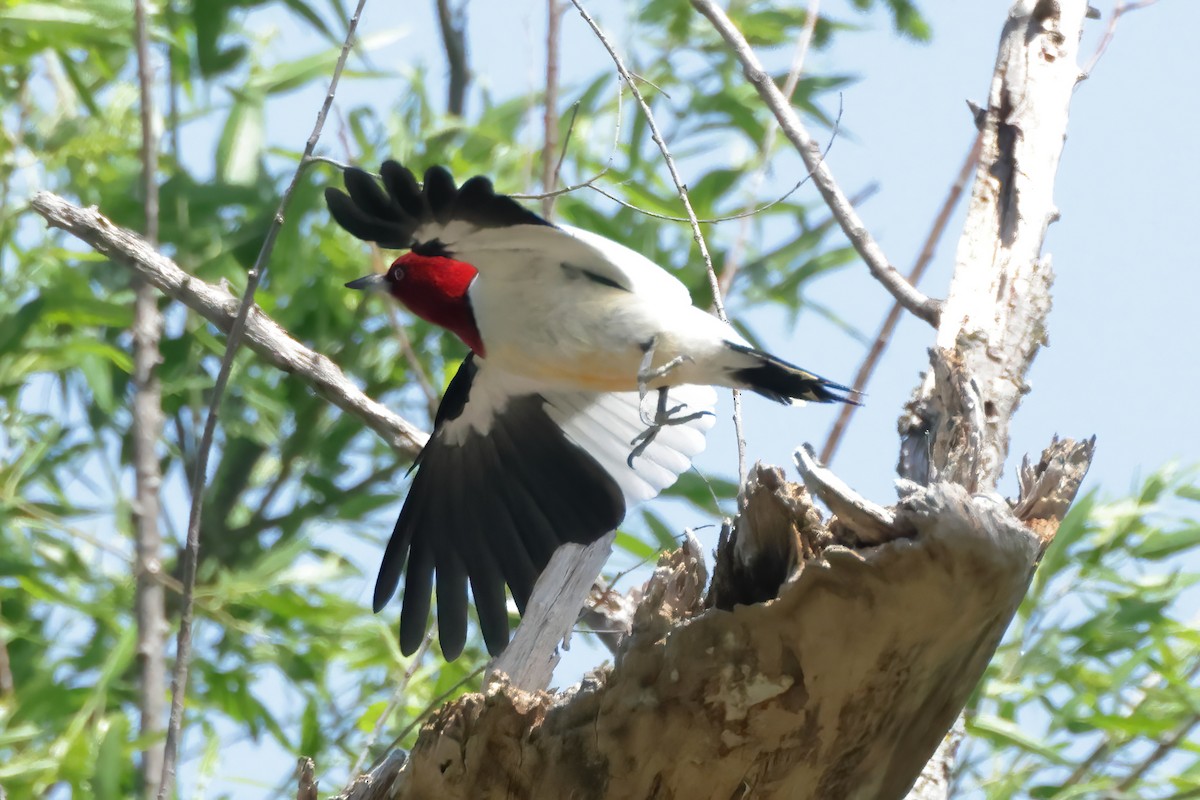 Red-headed Woodpecker - ML618944884