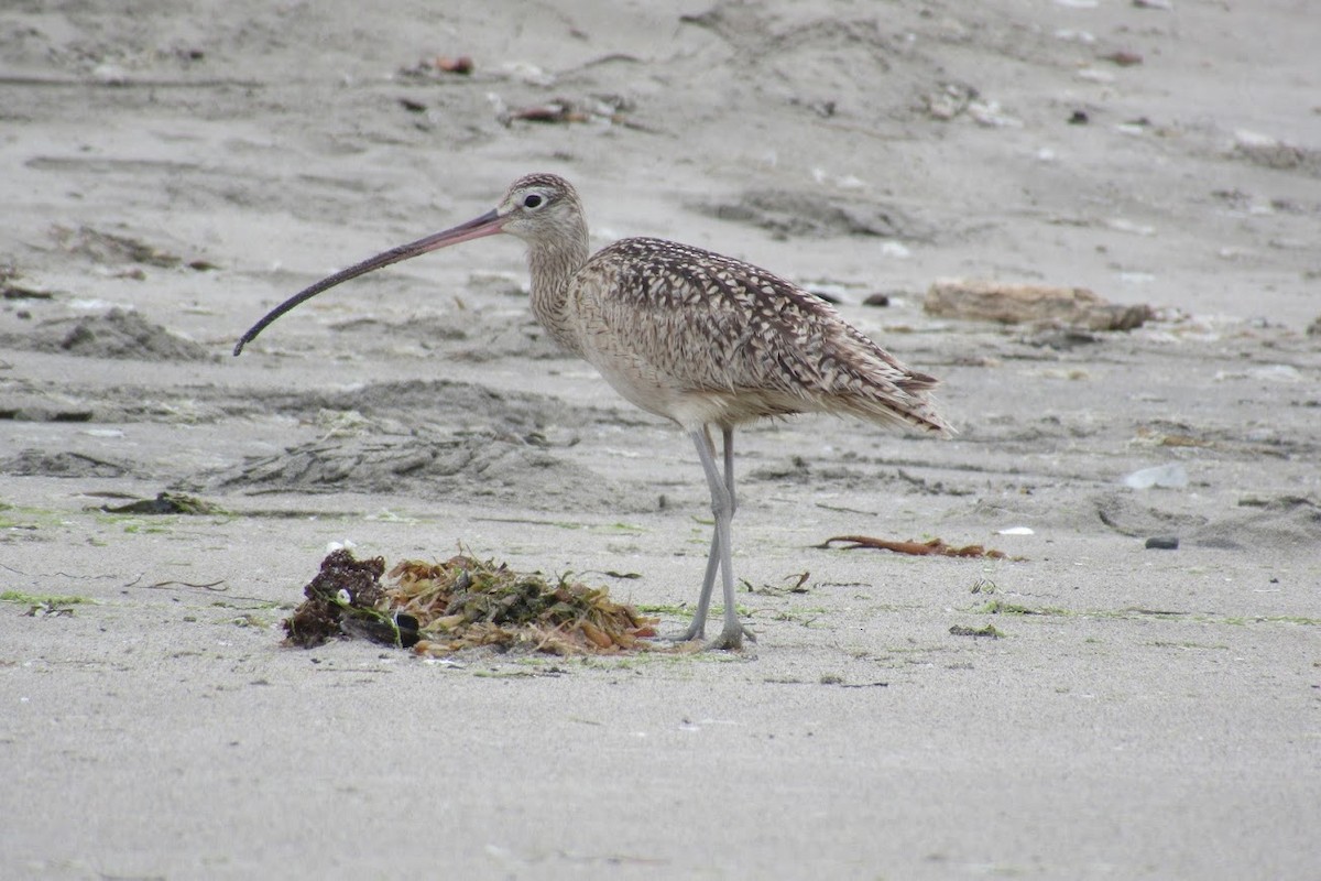 Long-billed Curlew - Marcus Stephens