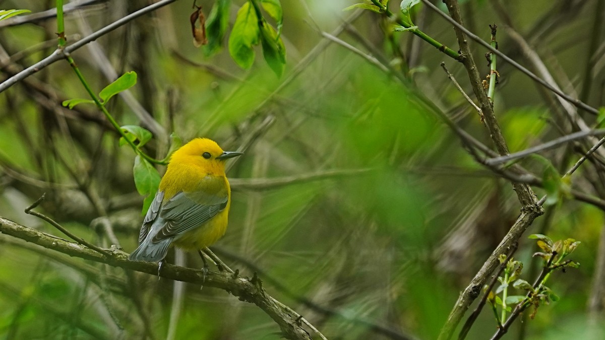 Prothonotary Warbler - ML618944904